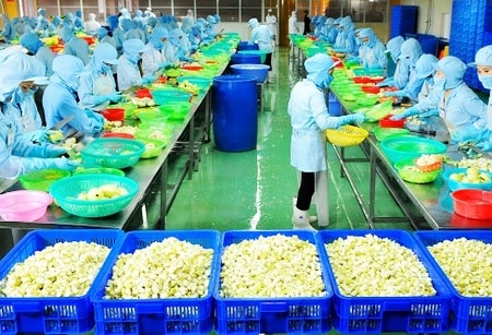 nha may che bien trai cay xuat khau