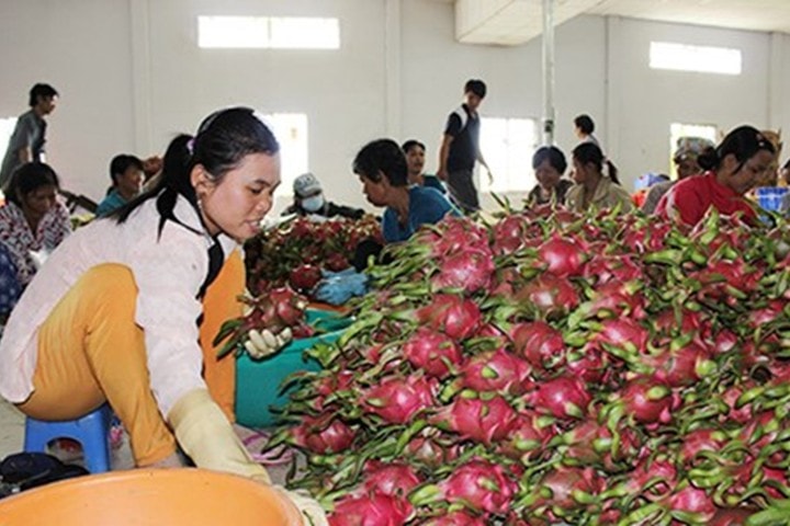 thanh long xuat khau