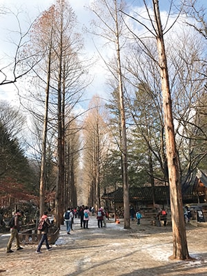 Phim trường “Bản tình ca mùa đông” với hàng cây bạch dương mùa thay lá