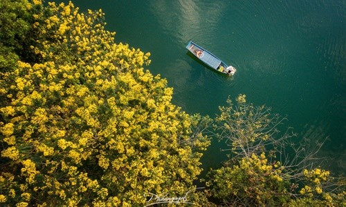 Hoa muồng vàng khoa sắc ven hồ tại Bàu Cạn, Gia Lai (Ảnh: PHAN NGUYÊN)