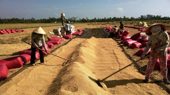 Kể từ năm 2015 đến nay, xuất khẩu gạo mới lập lại kỳ tích cán mốc 6 triệu tấn