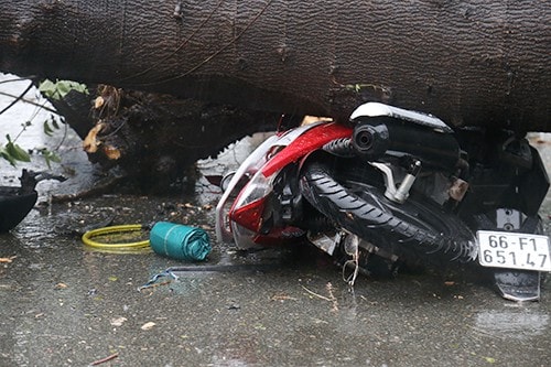 Cây đổ trong trận mưa đè người đi đường tử vong. Ảnh: Phạm Duy