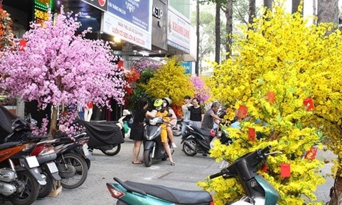 Những ngày cận Tết, đoạn đường 3/2 (quận 10, TP.HCM) nhuộm màu vàng rực và hồng phai của những chậu mai, đào giá trung bình 7 - 8 triệu đồn