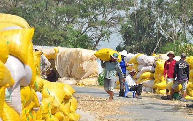 Xuất khẩu gạo đứng đầu thế giới, dân vẫn nghèo