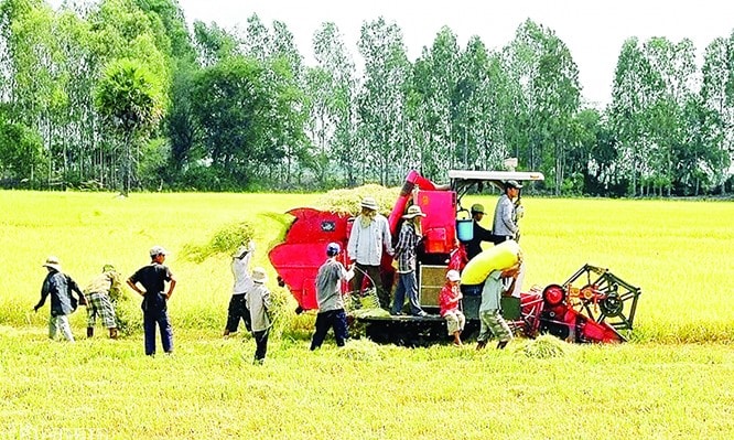 2 tháng đầu năm nay, giá XK gạo đã giảm hơn 17% so với cùng kỳ năm trước