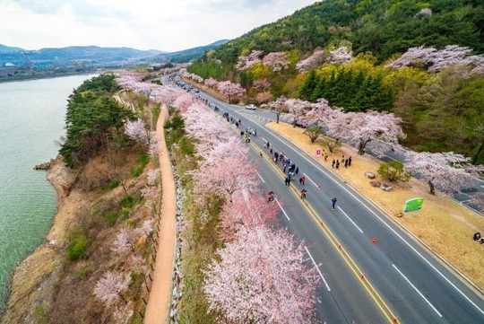 Con đường rợp hoa anh đào tại Hàn Quốc - Ảnh: Gyeongju Cherry Blossom Marathon
