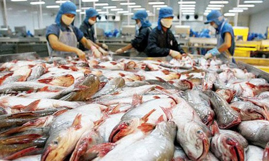Từ trước đến nay Nhật Bản chưa lần nào lọt vào top 10 thị trường nhập khẩu lớn cá tra Việt Nam