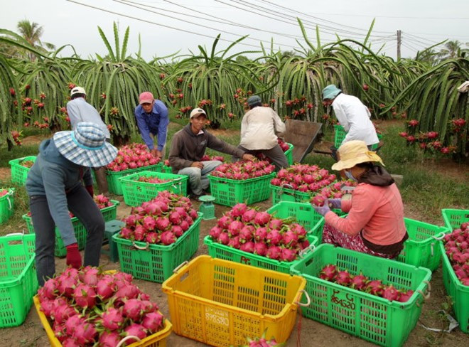 Hiện tại, hơn 100 mặt hàng của Việt Nam đã có mặt tại UAE với các sản phẩm nông sản chủ lực