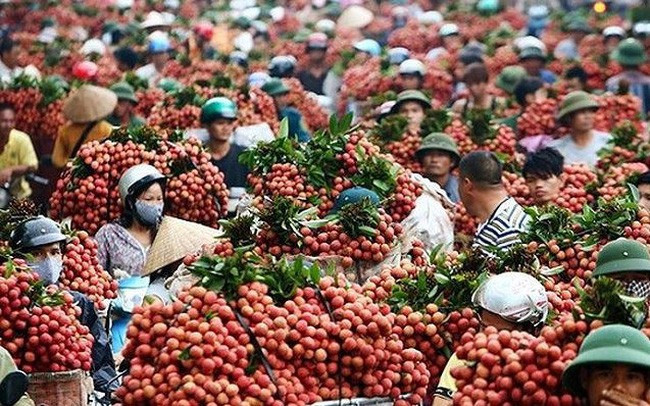 Hiện có khoảng 390 thương nhân người Trung Quốc sang Bắc Giang, phối hợp với thương nhân Việt Nam đặt điểm cân xuất hàng