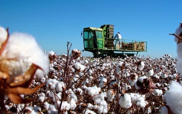 Việt Nam là thị trường lớn nhất ngành bông Mỹ