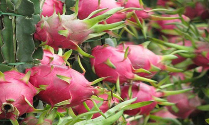 Hiện đã xuất hiện tình trạng ùn ứ xuất khẩu trái cây sang Trung Quốc, trong đó có thanh long