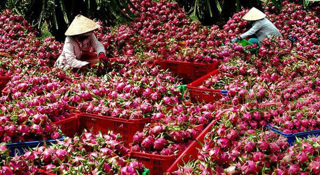 Thanh long là một trong những mặt hàng nông sản Việt Nam được các nước ưa chuộng