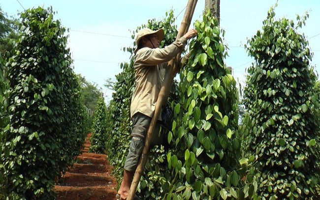 Việt Nam có tiềm năng trở thành trung tâm nông nghiệp Đông Nam Á
