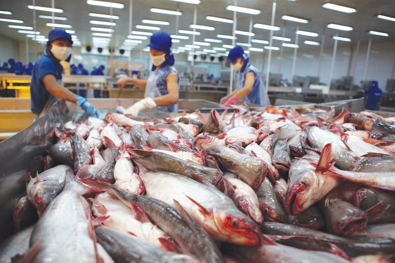 Bộ Nông nghiệp Hoa Kỳ đã chính thức công bố quyết định công nhận tương đương hệ thống kiểm soát an toàn thực phẩm cá da trơn của Việt Nam (Ảnh: Thủy sản Việt Nam)