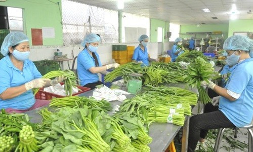 Sơ chế rau xuất khẩu và tiêu dùng trong nước tại Hợp tác xã nông nghiệp Phước An (huyện Bình Chánh, TP. HCM)
