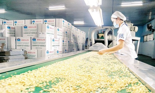 Kiểm tra nhân điều sơ chế xuất khẩu