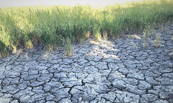 Lúa sắp thu hoạch bị khô héo ở ấp Xẻo Chích, thị trấn Châu Hưng, huyện Vĩnh Lợi, tỉnh Bạc Liêu