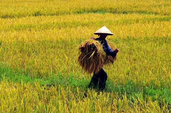 Sản lượng gạo nếp ở 2 tỉnh Long An và An Giang vụ Đông Xuân 2019 - 2020 ước đạt 453.000 tấn - Ảnh: Hoàng Hà