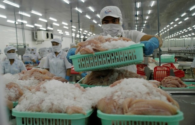 Chế biến cá tra xuất khẩu. Ảnh: Cảnh Kỳ
