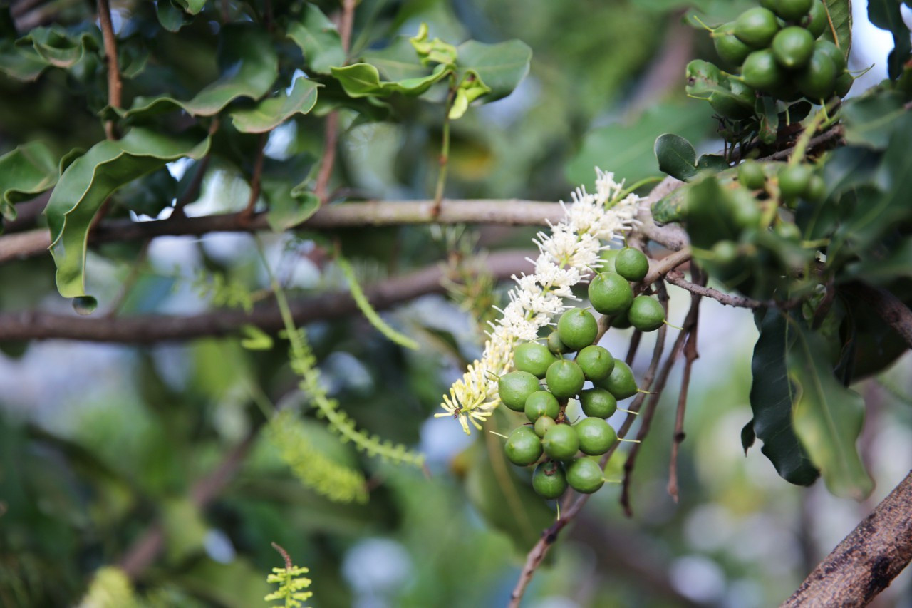 Macadamia trees bring high economic efficiency and bring job opportunities to people