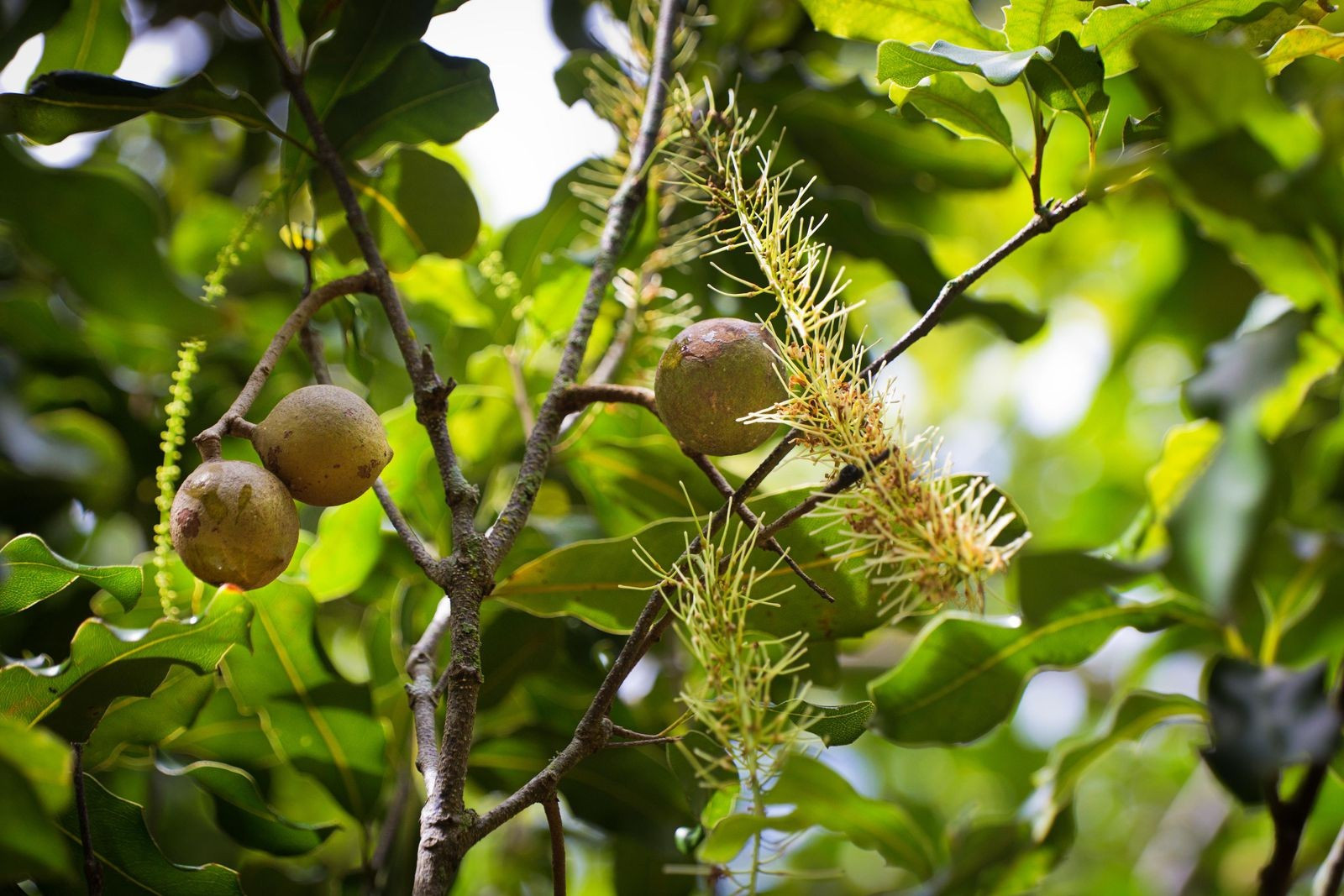 Prime Minister required a new development strategy for macadamia trees: founding a production chain with enterprises as a core factor, associations as a main factor and people- an important factor