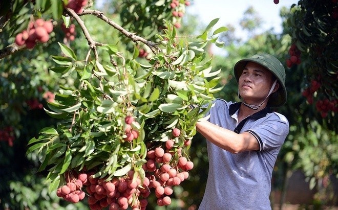 Nông sản xuất khẩu, đặc biệt từ các địa phương vùng dịch, sẽ được ưu tiên cấp C/O trong thời gian sớm nhất (Ảnh: Lê Hiếu)