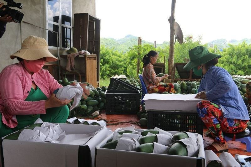 Đóng gói xuất khẩu xoài Sơn La - Ảnh: Nguyễn Nga