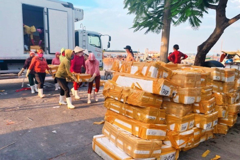 Hàng chục tấn cá phải trở lại Quảng Bình vì không thể xuất khẩu.