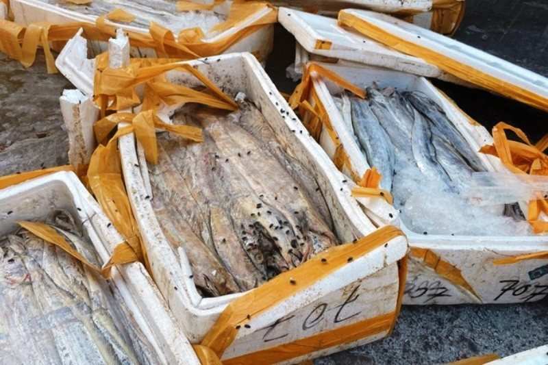 Các doanh nghiệp thu mua phải bán số cá hư hỏng này cho các cơ sở sản xuất thức ăn gia súc để vớt vát chi phí vận chuyển.