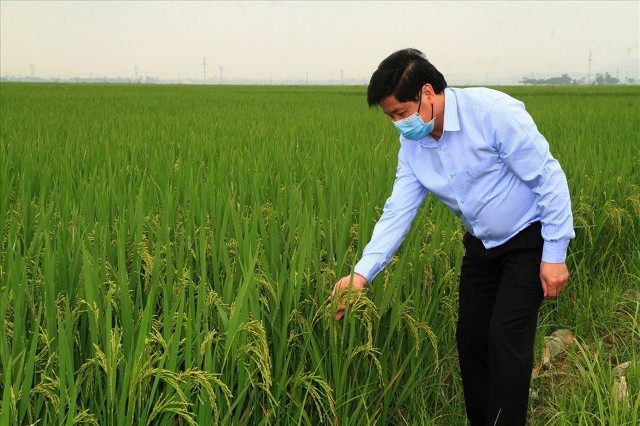 Việt Nam tập trung xuất khẩu gạo chất lượng cao. Ảnh: Giang Nguyễn