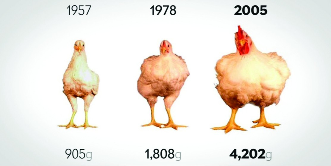ӆ Kích thước của giống gà siêu thịt qua các năm (Nguồn: MSPCA - Angell)