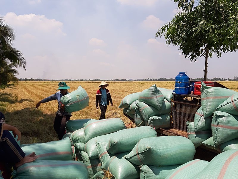 Lúa đầy đồng, khách hàng nước ngoài vẫn có nhu cầu nhập khẩu gạo nhưng các doanh nghiệp Việt Nam không giao hàng được