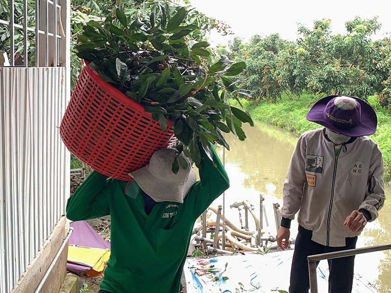 Hàng triệu tấn trái cây như nhãn, thanh long… ùn ứ vì chuỗi cung ứng đứt gãy do khó khăn trong lưu thông