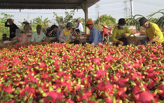 Giá thanh long tại Bình Thuận và Long An giảm mạnh, gây thiệt hại lớn cho người trồng