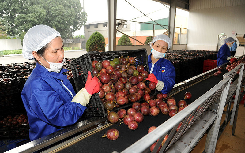 Chanh leo hiện được Công ty cổ phần Thực phẩm xuất khẩu Đồng Giao xuất khẩu đi nhiều quốc gia trên thế giới. (Ảnh HẢI HIẾU) 