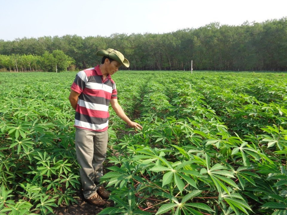 Một vùng trồng sắn tại tỉnh Gia Lai. Nguồn: Báo Gia Lai