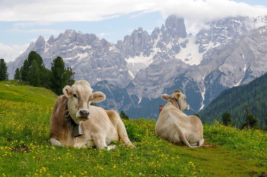 cows-meadows-alpine-mountains_1182-1844.jpeg