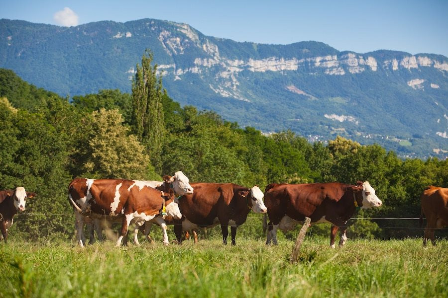 herd-cows-producing-milk-gruyere-cheese-france-spring_181624-29832.jpeg