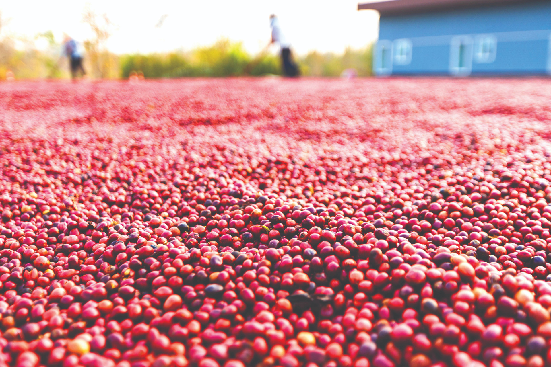 coffee-beans-drying-sun-coffee-plantations-coffee-farm-compressed.jpg