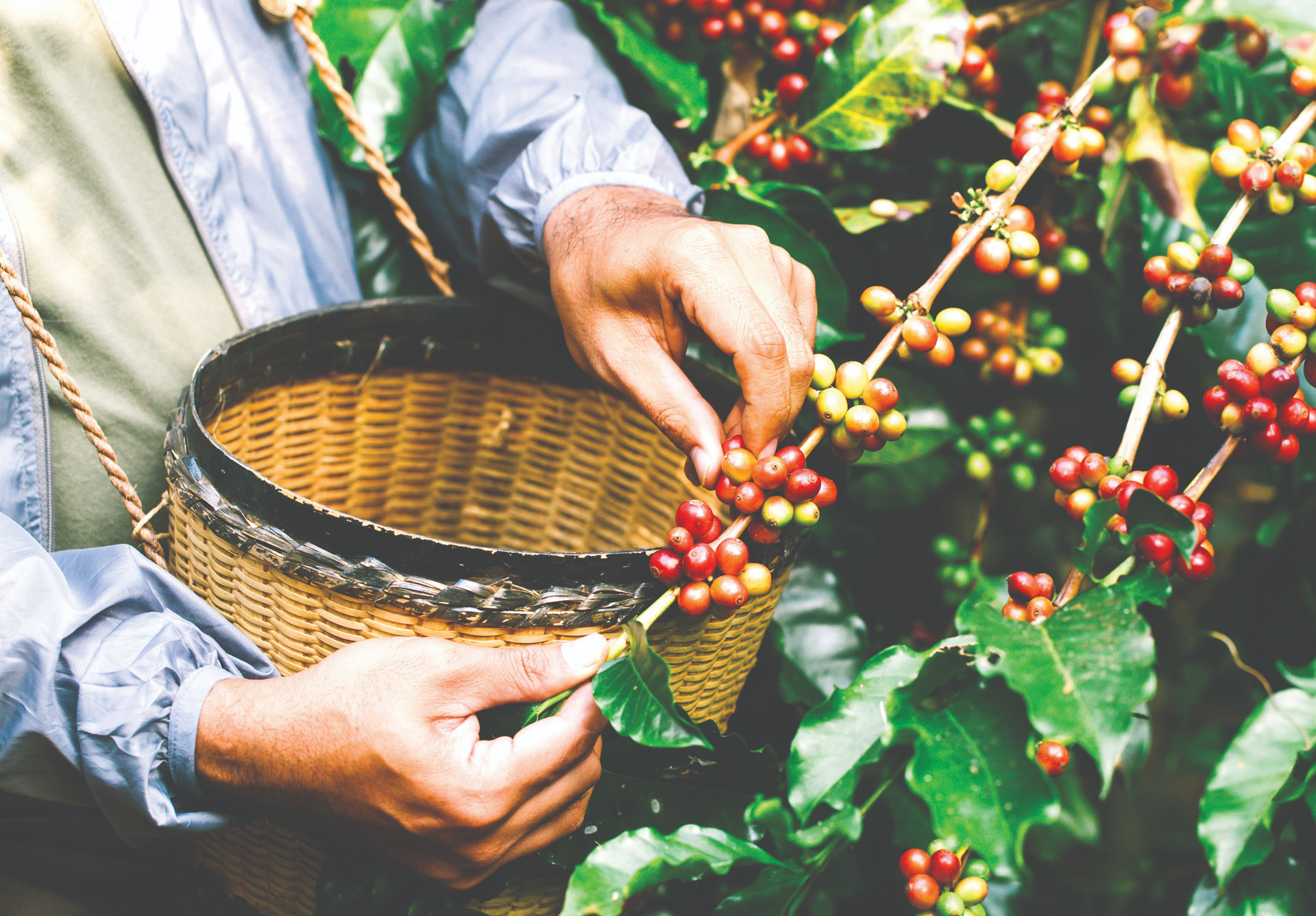 arabica-coffee-berries-with-agriculturist-handsrobusta-arabica-coffee-berries-compressed.jpg