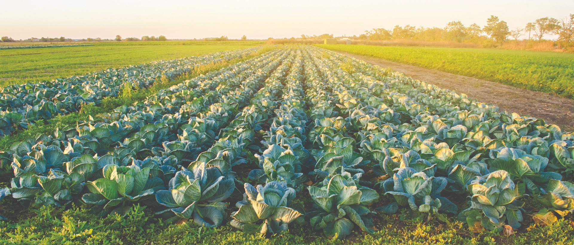 cabbage-plantations-sunset-light-growing-organic-vegetables-eco-friendly-products-compressed.jpg
