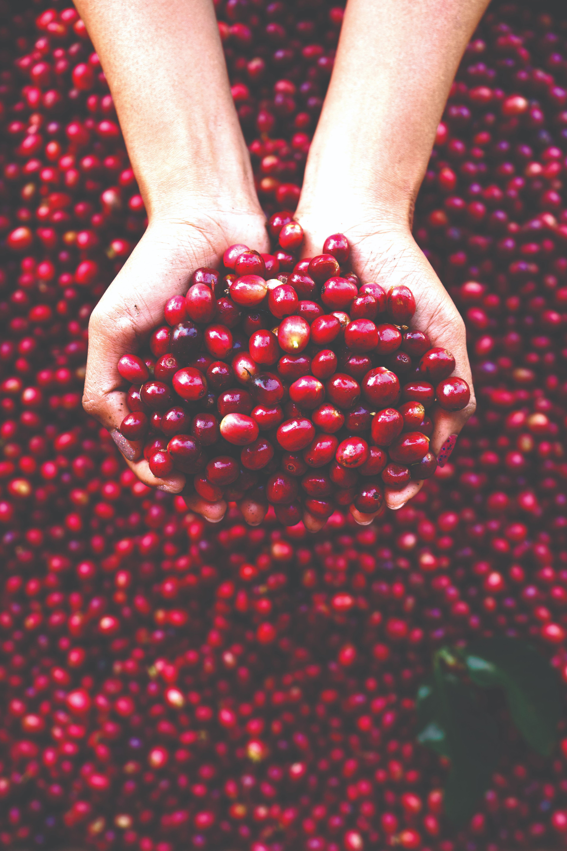 cherry-coffee-beans-red-coffee-sack-hand-compressed.jpg
