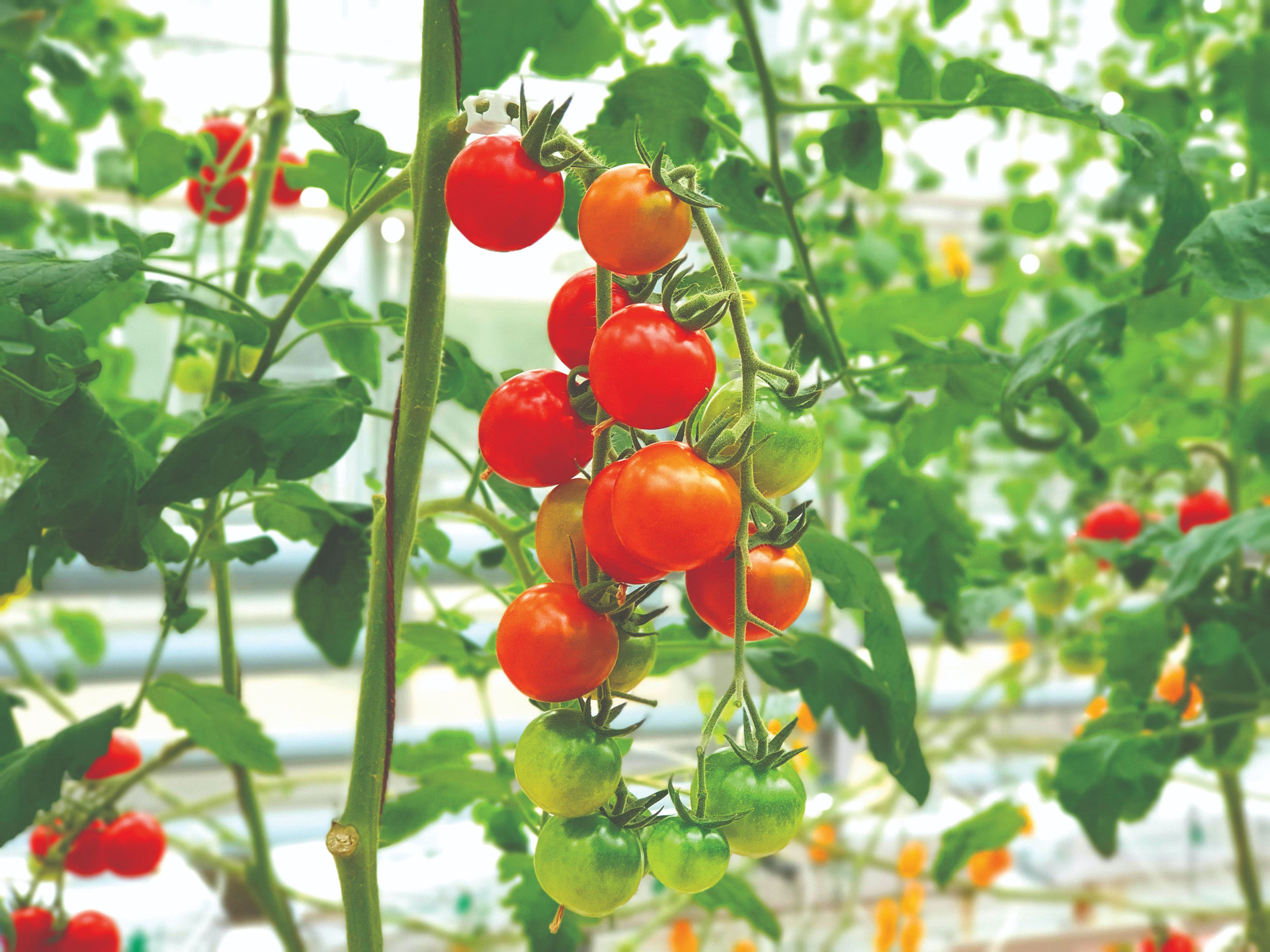 colorful-tomatoes-vegetables-fruits-are-growing-indoor-farm-vertical-farm-compressed.jpg