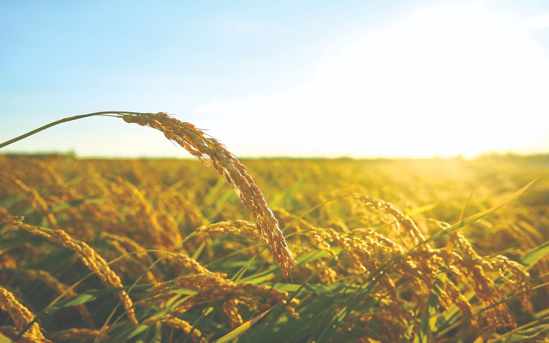 detail-rice-plant-sunset-valencia-with-plantation-out-focus-compressed.jpg