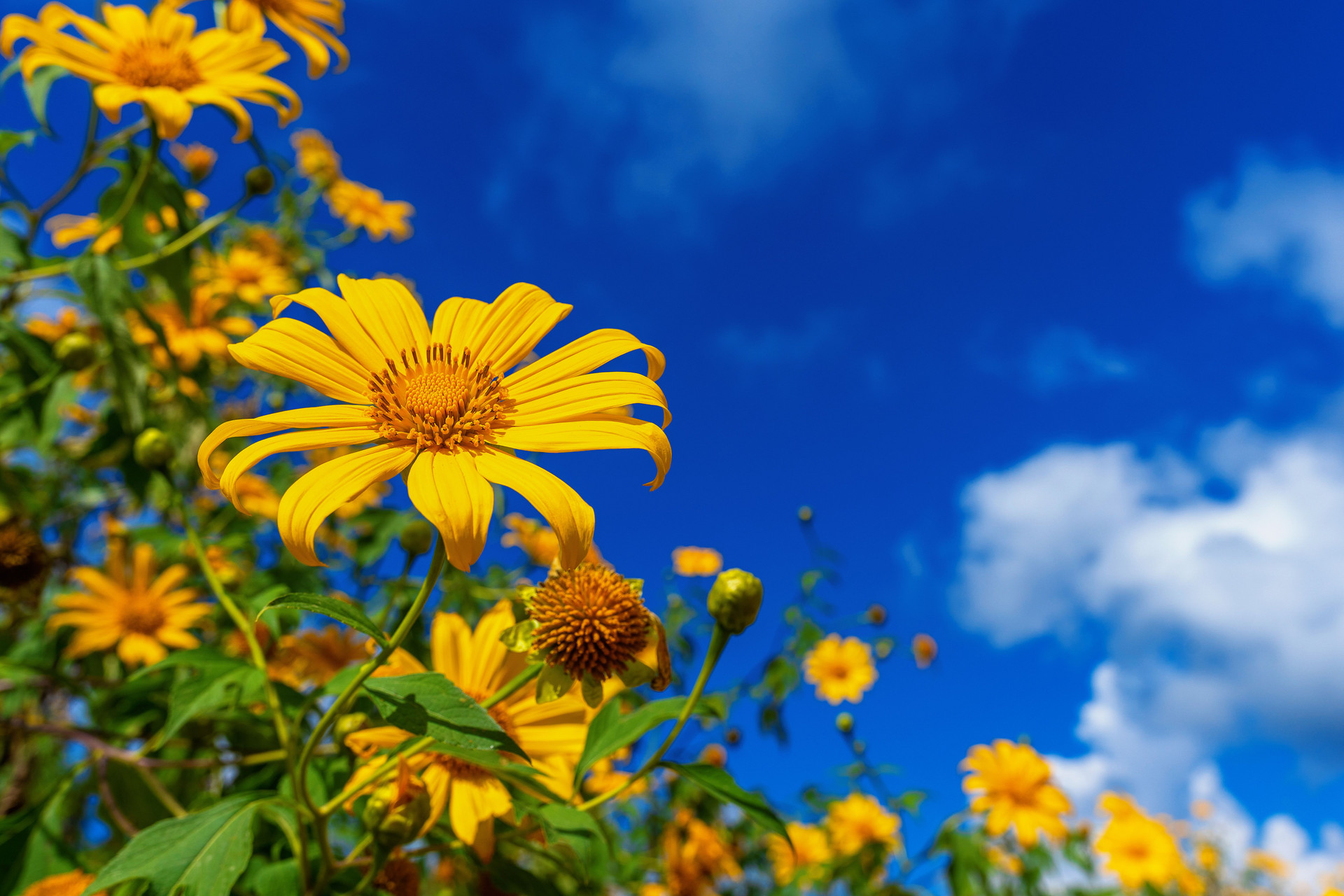 tree-marigold-mexican-flower-blooming-blue-sky-compressed.jpg