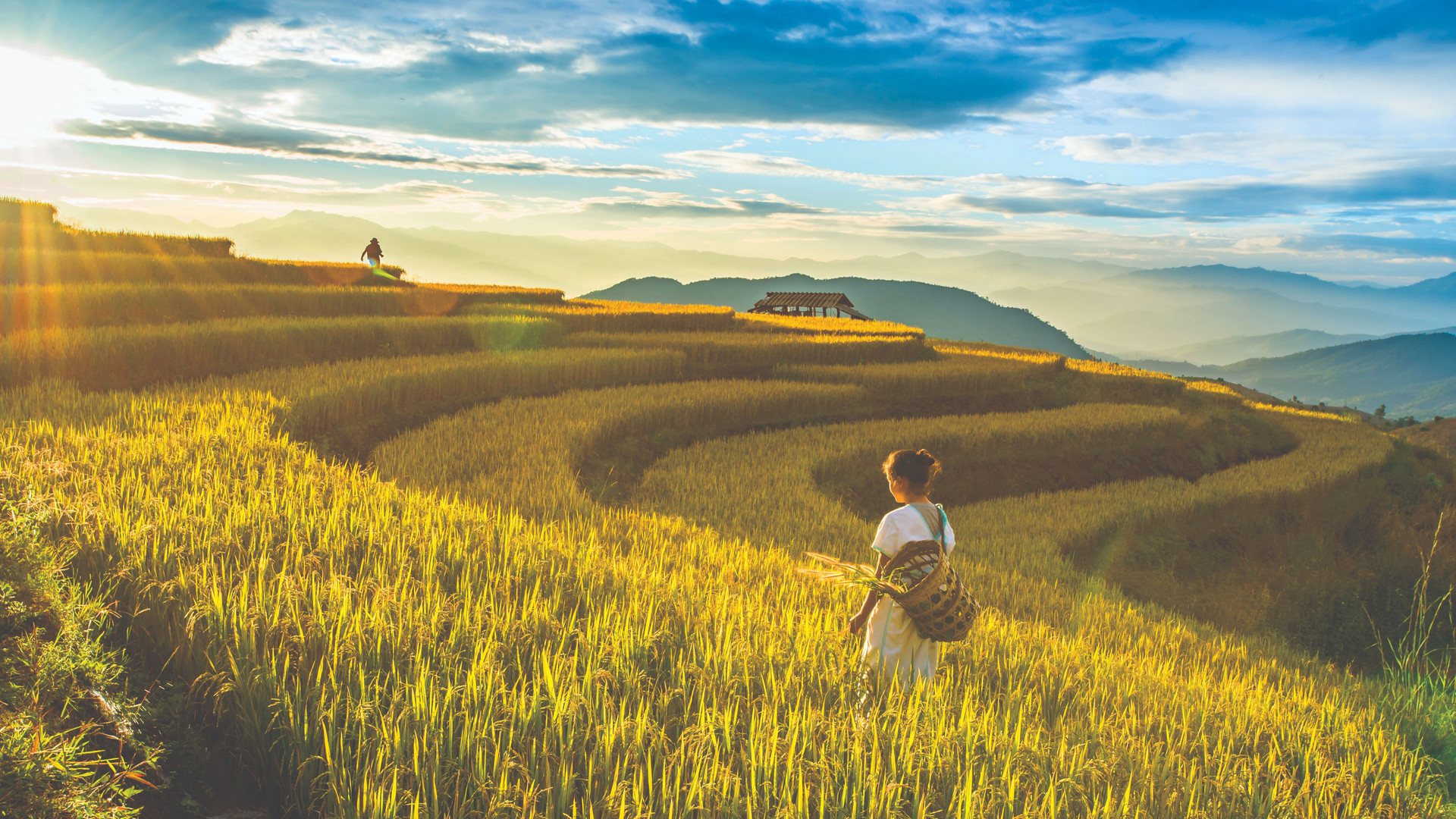 golden-rice-fields-countryside-chiang-mai-thailand-compressed.jpg
