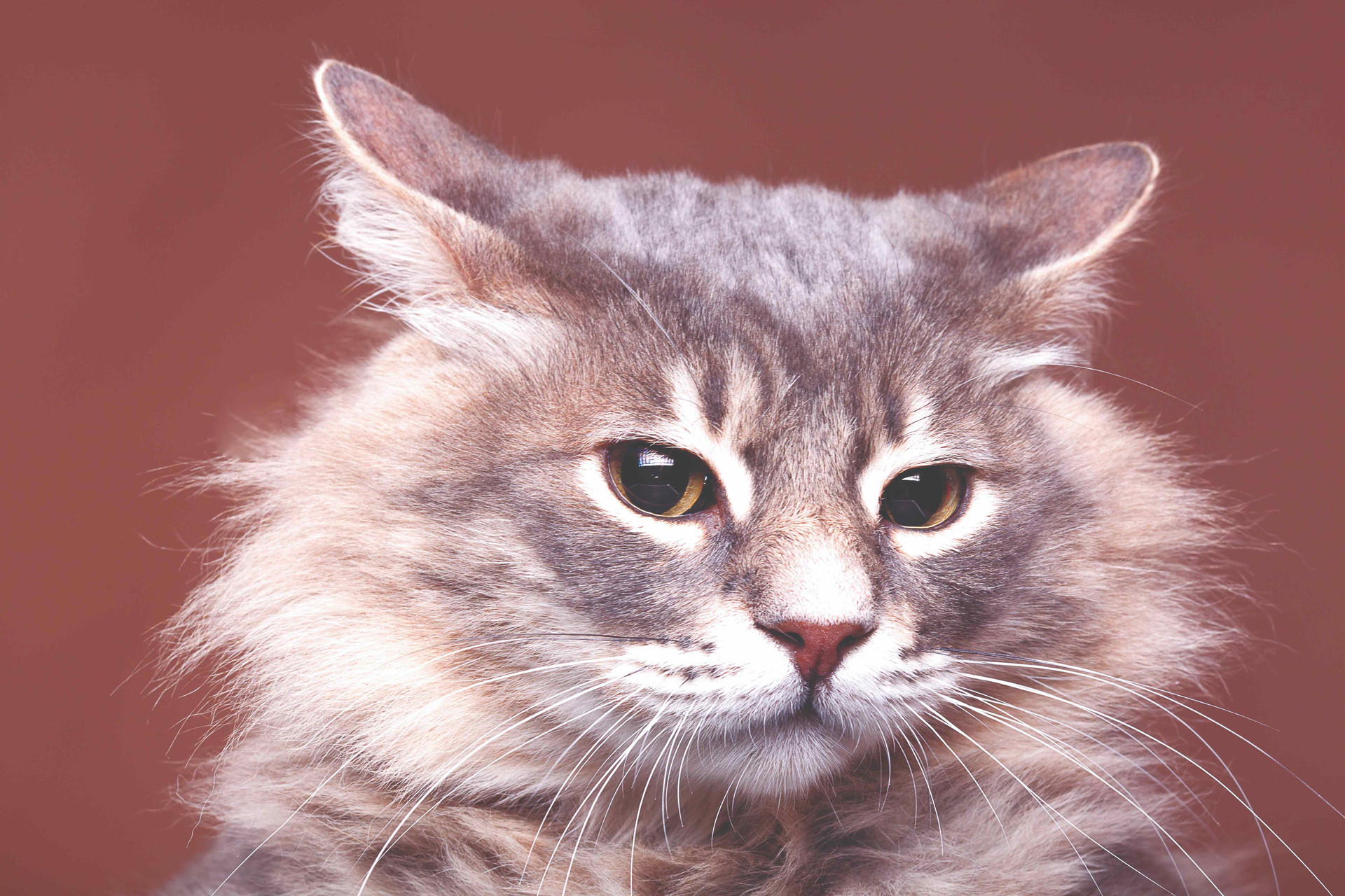 funny-grumpy-cat-studio-brown-background-close-up-photo-family-pet-compressed.jpg