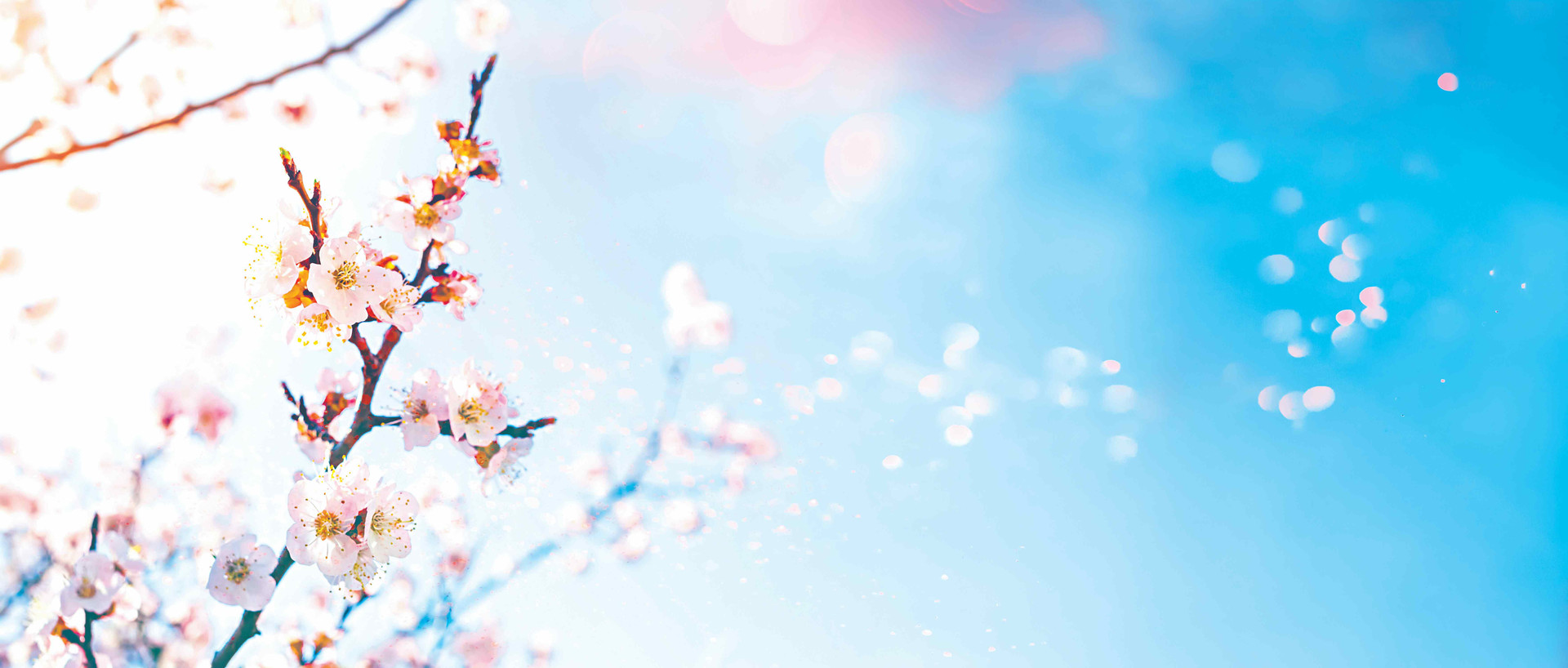 hello-spring-concept-flowering-fruit-tree-with-lens-flare-bokeh-sunny-sky-background-compressed.jpg