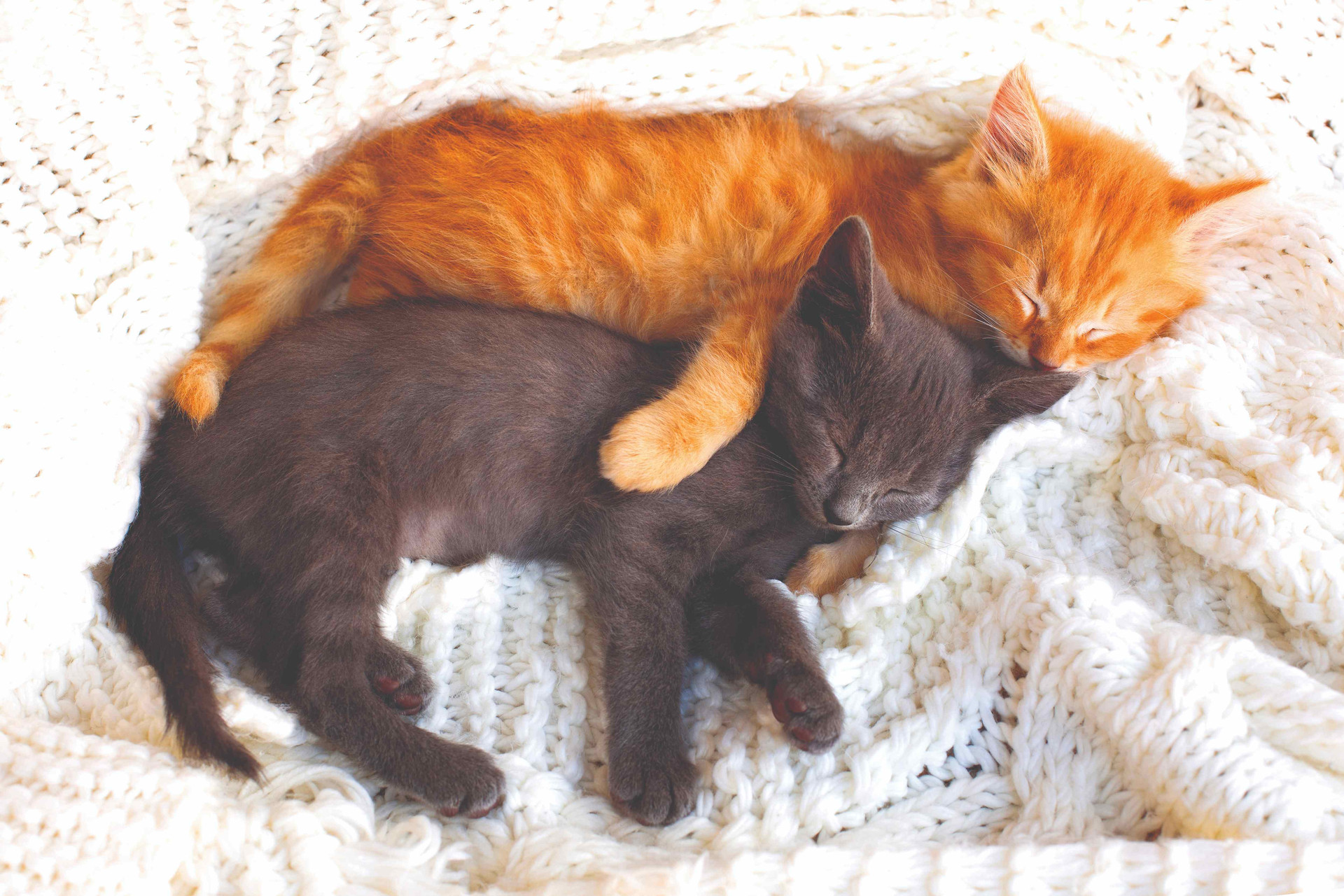 two-cute-tabby-kittens-sleeping-hugging-white-knitted-scarf-compressed.jpg