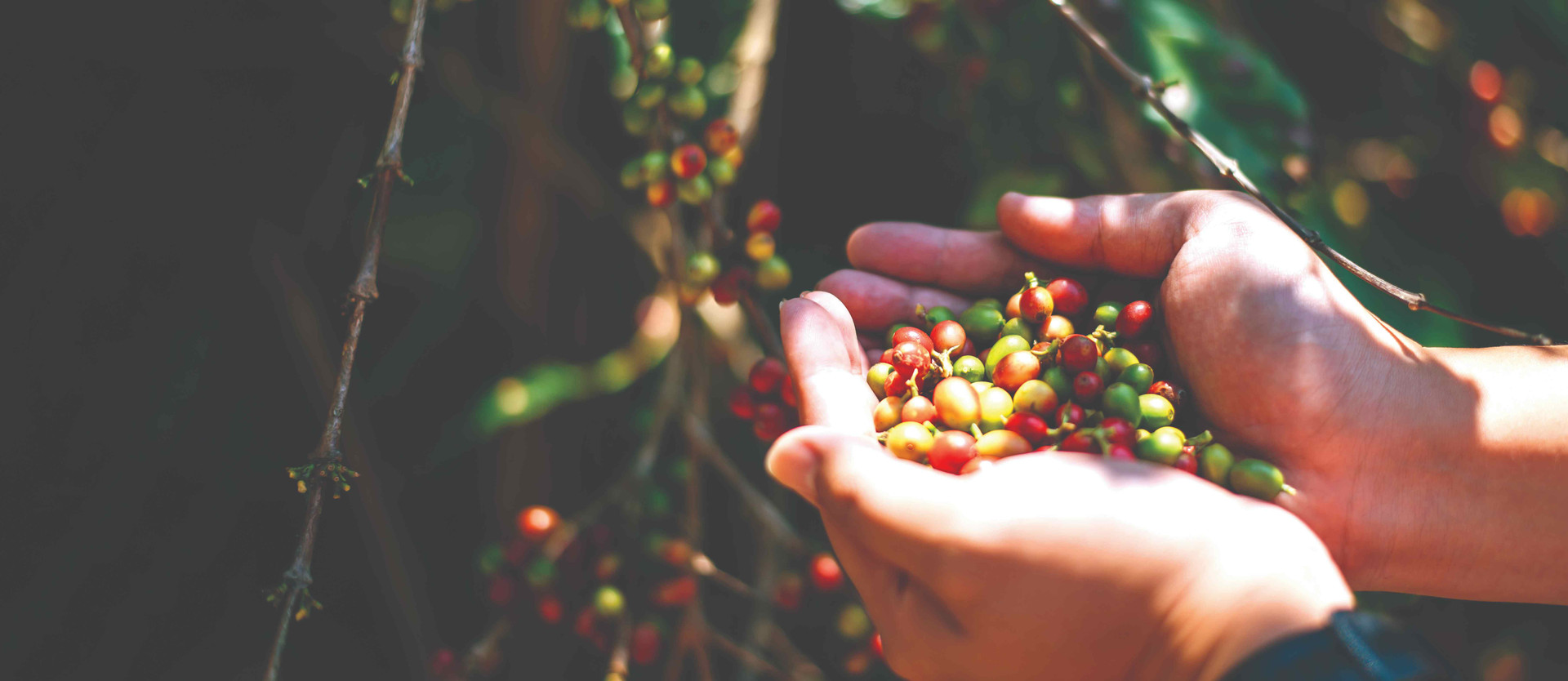 closeup-agriculturist-hands-holding-fresh-arabica-coffee-berries-coffee-plantation-farmer-picking-coffee-bean-coffee-process-agriculture-compressed.jpeg